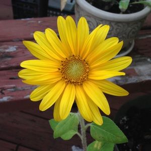 Meet your Posher, Nikki